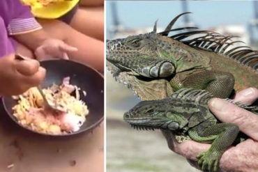 ¿HASTA DÓNDE LLEGAREMOS? Ante la fuerte crisis, venezolanos sobreviven comiendo iguanas para nutrirse con proteínas (+Video)