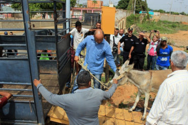 ¡SÉPANLO! Alcaldía de Maracaibo inició operativo en defensa de burros utilizados para trasladar basura