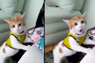 ¡VAS A MORIR DE LA RISA! El gato que conmociona las redes al repetir lo que dice su dueño y gritar «goooool” (+Video)