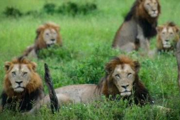 ¡IMPACTANTE! Manada de leones devoró a cazadores en una reserva de Sudáfrica