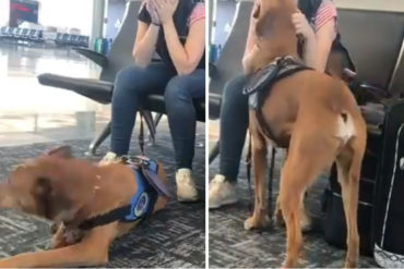 ¡QUÉ TERNURA! Mira cómo este perrito de terapia ayudó a su dueña a superar un ataque de ansiedad en el aeropuerto (+Video)