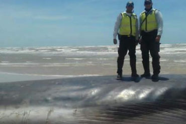 ¡NO SE LA PIERDA! Gigantesca y extraña criatura marina aparece en playa del Zulia (+Fotos)