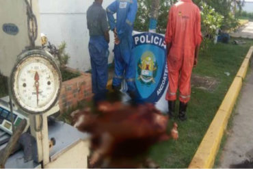 ¡INSÓLITO! Detenidos por vender cortes de caballo en carnicería en Anzoátegui (enterraban partes descuartizadas en el patio de la casa)