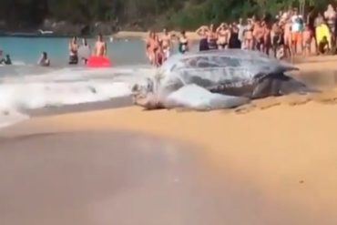 ¡ASOMBROSO! El impresionante momento en el que una tortuga gigante es vista en una playa de México (+Video)