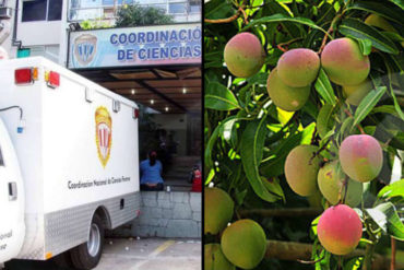 ¡TERRIBLE! Capturaron a un hombre por matar a niño de 11 años mientras bajaba mangos de una mata