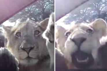 ¡QUÉ IMPACTO! Hacían un safari de lo más relajados cuanto este leoncito se acercó a «saludar» al vehículo (+Video cuchi)
