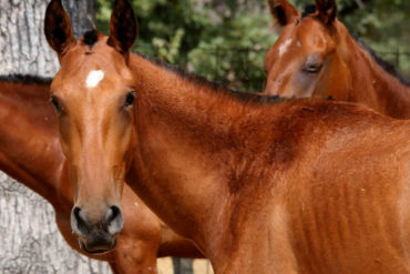 ¡HORRIBLE! Descuartizan un caballo en Maracay para presuntamente comerse su carne (+Fotos fuertes)