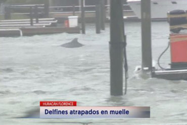 ¡MÍRALO! Delfines nadan en las calles de Carolina del Norte tras el paso del huracán Florence (+Video)