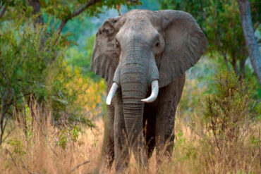 Elefante mató a una anciana en la India y luego se presentó en su funeral para aplastar el cadáver