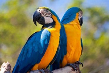 ¡UN VERDADERO PROBLEMA! Loros, guacamayas y pericos son las principales presas de tráfico ilegal en Venezuela (+Método)