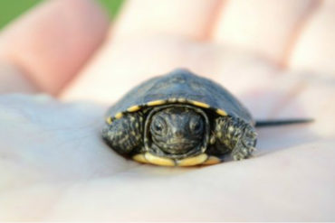 Ocho niños murieron y 78 personas resultaron hospitalizadas tras ingerir carne de tortuga marina