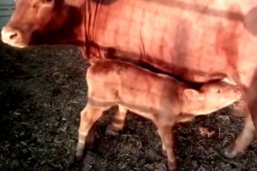 ¡SANTO DIOS! Asocian nacimiento de vaca roja en Israel con el fin del mundo (dicen que cumple con esta profecía)