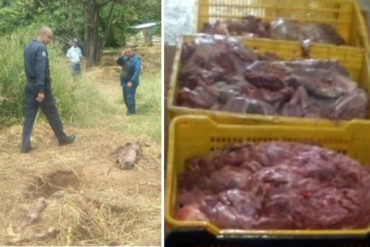 ¡QUÉ HORROR! Detuvieron a 8 personas por descuartizar y vender carne de caballo (Eran Pura Sangre valorados en 37 mil dólares)