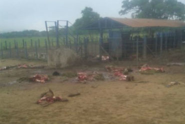 ¡ATROZ! 18 toros muertos dejó un ataque perpetuado por 300 personas a una finca del estado Lara