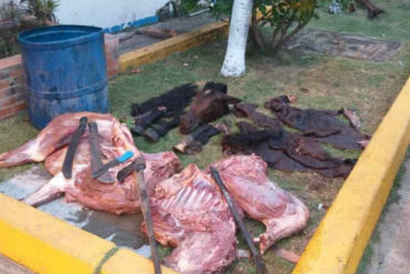 ¡ATROZ! Detuvieron a sujetos por descuartizar 2 caballos en Anzoátegui