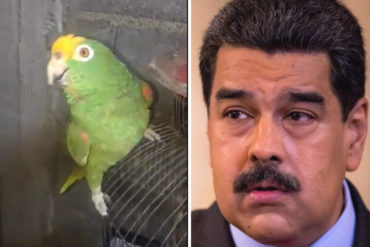 ¡SIMPÁTICO ANIMALITO! El singular canto de este lorito venezolano: «Maduro está loco, loco, loco» (+Video)