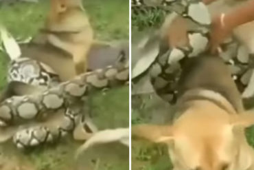 ¡QUÉ FUERTE! El desesperante momento en que 3 niños se enfrentan a una gigantesca serpiente para rescatar a su perro (+Video impactante)