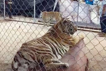 ¡QUÉ MIEDO! Pequeña niña es atacada brutalmente por un tigre ante la mirada de sus padres en México (+Foto)