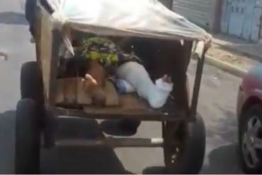 ¡EN RETROCESO!  Por falta de ambulancias trasladan a una persona enyesada en una carreta y a paso de burro (+Video)