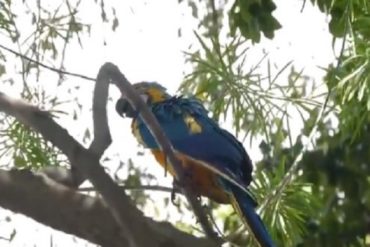 ¡HÉROES! Paramédicos rescataron a guacamaya tras ser atropellada en Chacao: estaba en un árbol y no podía volar (+Video)