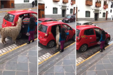 ¡MUNDO LOCO! La popular llama que anda en taxi en Cusco y que ha causado revuelo en las redes (+Video)