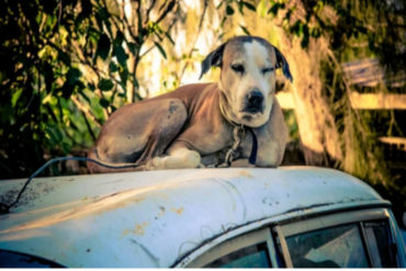 ¡DESPRECIABLE! Mujer guardó 44 cadáveres de perros en su congelador durante 7 años (y esta fue su insólita excusa)