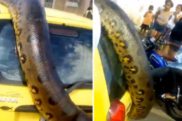 ¡SUSTO! La impresionante anaconda que hallaron habitantes de San Félix (+Video)