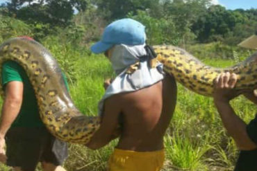 ¡INDIGNANTE! A la anaconda que hallaron en río Caroní le dispararon con una escopeta para poder exhibirla a los vecinos (Video+Fotos increíbles)