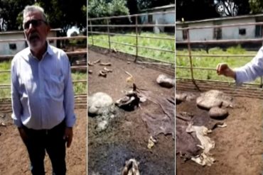 ¡HAMPA DESATADA! Delincuentes asesinan a reses preñadas y roban finca del diputado Luis Lippa en Apure (+Video)