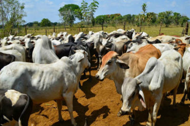 ¡HAMPA DESATADA! Sometieron a los empleados y robaron más de 200 vacas en una finca en Zulia