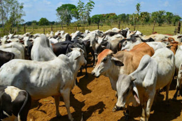 ¡DE ESPANTO! Los números rojos del apagón según Fedenagas: 7.000.000 de litros de leche perdidos y 2.000 toneladas de carne dañadas