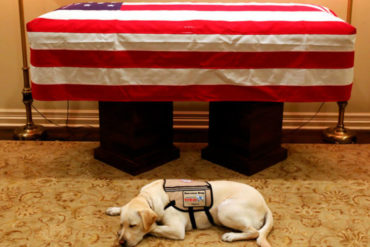 ¡CONMOVEDOR! La emotiva foto del perro del ex presidente George H.W. Bush resguardando su ataúd que te conmoverá