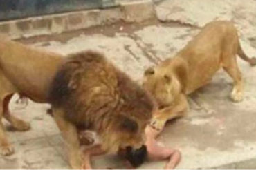 ¡TERRIBLE! Dos leones matan a un joven en un zoológico de la India