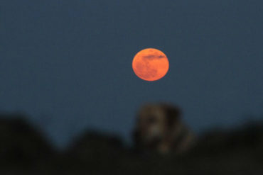 ¡NO SE LA PIERDA! En Venezuela se podrá ver “la “Superluna de sangre” de este #20Ene (+Lo que debe saber)