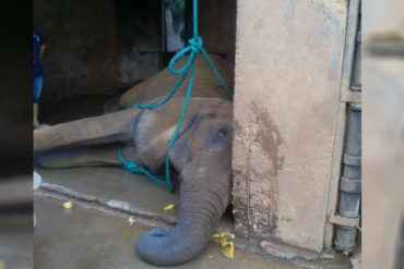 ¡TRÁGICO! Mueren dos ejemplares del zoológico de Barquisimeto tras pasar días sin comer