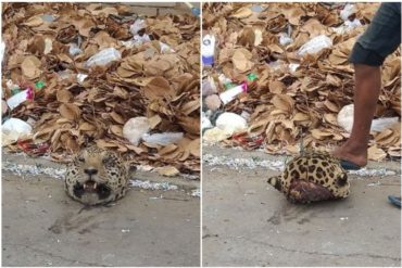 ¡HORROR! La cabeza de un jaguar que apareció en una calle en Maracaibo durante el apagón y alteró las redes (+Versiones)