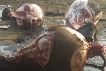 ¡DEBE SABERLO! Denuncian el asesinato de un grupo de vacas en la última etapa de gestación (+Fotos)