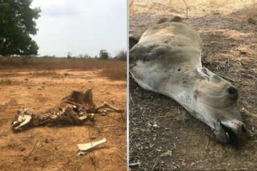 ¡MUY GRAVE! Denuncian que animales mueren por falta de agua en el estado Zulia (+Fotos)