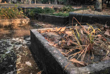 ¡PREOCUPANTE! Se seca el famoso Jardín Botánico de Caracas: Los daños son irreversibles (+Fotos)