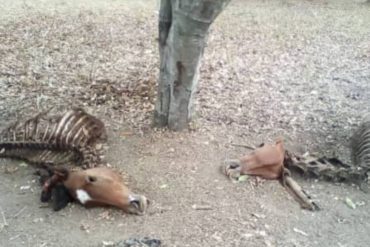 ¡HORROR! Mataron a 2 yeguas de la Facultad de Ciencias Veterinarias de la UCV (+Fotos)