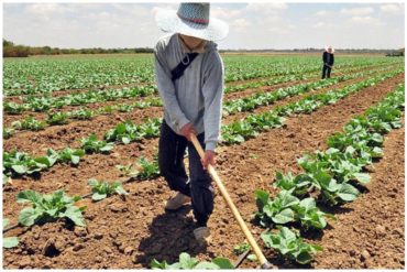 ¡GRAVE! Fedeagro alerta que solo podrá producir el 10 % de maíz requerido para el país: “Caerá a cifras históricas”