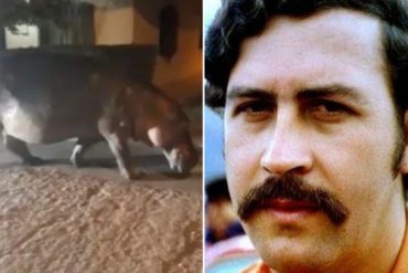 ¡QUÉ LOCURA! Hipopótamo de Pablo Escobar sale a pasear por las calles de Antioquia y asusta a los ciudadanos (+Video)