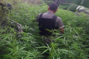 Descubren en Miranda un campo improvisado de marihuana perteneciente a la banda “Los 300”