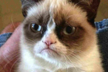 ¡TRISTE NOTICIA! Murió “Grumpy Cat”, la felina malhumorada que inspiró miles de memes en Internet (+Fotos)