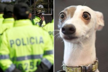 ¡INSÓLITO! Detienen a un hombre que practicaba zoofilia con su mascota (+Video)