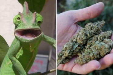 ¡INDIGNANTE! Jóvenes amarraron a una iguana y la obligaron a “fumar marihuana” (+Video)