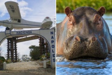 ¿QUE TAL? Doradal, el pueblo que convive con los hipopótamos de Pablo Escobar