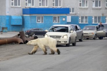 ¡VÉALO! Un oso polar demacrado y hambriento camina por las calles de Rusia y causa conmoción mundial (+Videos +Fotos)