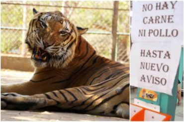 ¡LAMENTABLE! Alertan que animales de Zoológico del Zulia están en condiciones precarias por falta de carne (+Detalles)