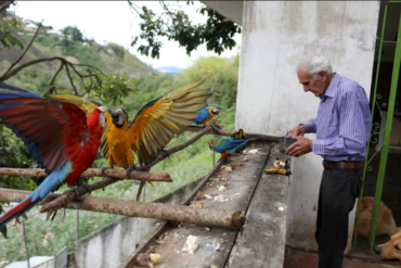 ¡UNA BELLEZA! Las guacamayas son las «terapeutas» naturales en Caracas: llegan a los balcones en busca de comida